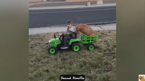 Cамые забавные и милые видео с собаками, кошками и не только!
Новый выпуск "Веселый КотоПес" 8