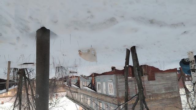 Выгул собаки