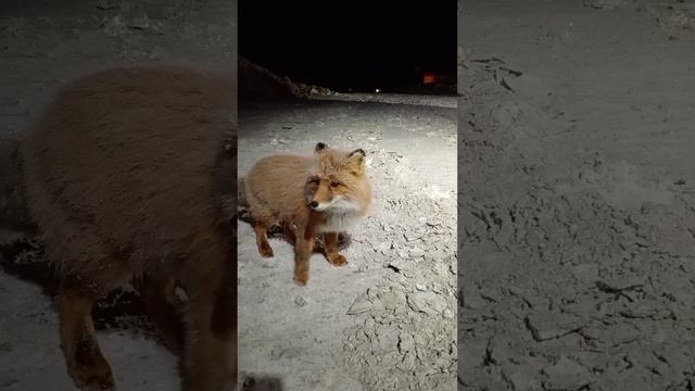 Лис, лиса, лисица.