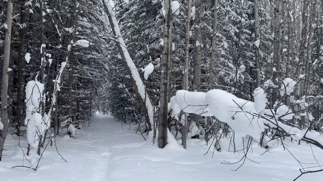 Удачная проверка ящиков на путике, февраль 2025 года.