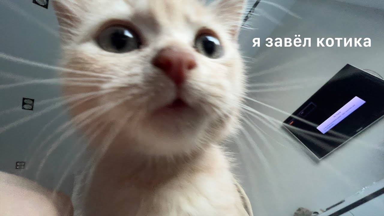 Самое Милое Видео (стоит ли заводить котика？)