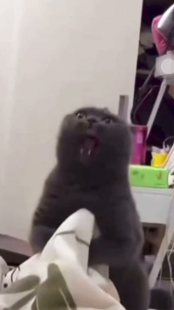 Мой кот утром