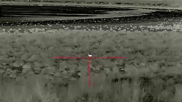 Infiray Saim Scl35w. Корсак 100 метров.