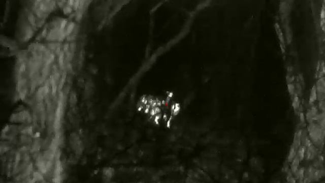 Охота на шакала с тепловизором .