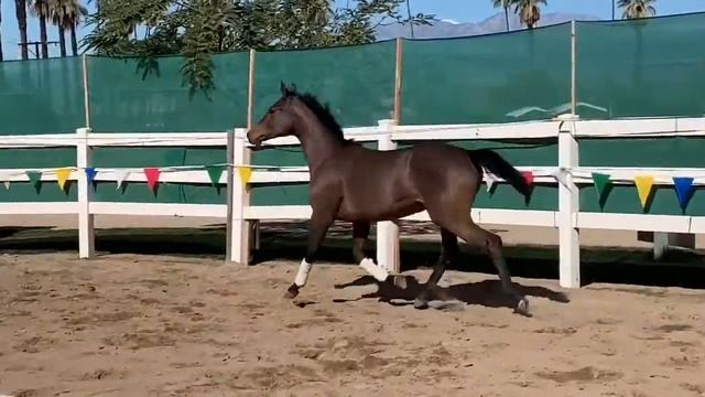 Modern Diva PF *. Sold