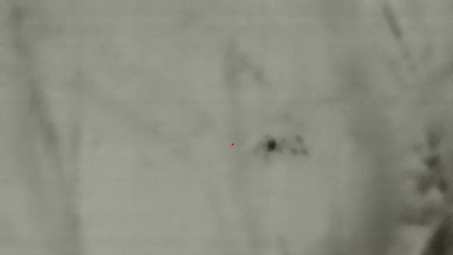 Охота на шакала с Infiray Saim Scl35w. Совсем рядом