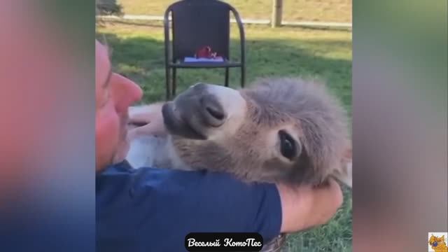 Cамые забавные и милые видео с собачками, кошечками и не только!
Новый выпуск "Веселый КотоПес" 9
