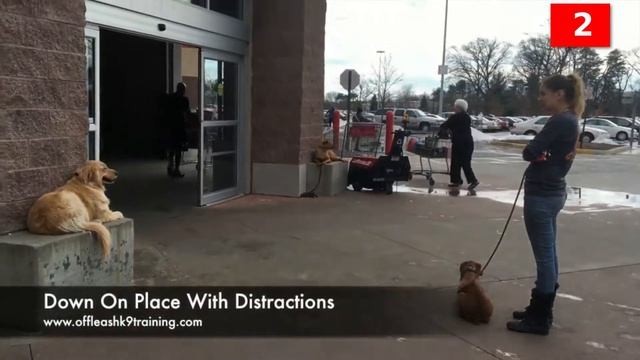 Top 5 Service Dogs For Children With Autism - Dogs 101