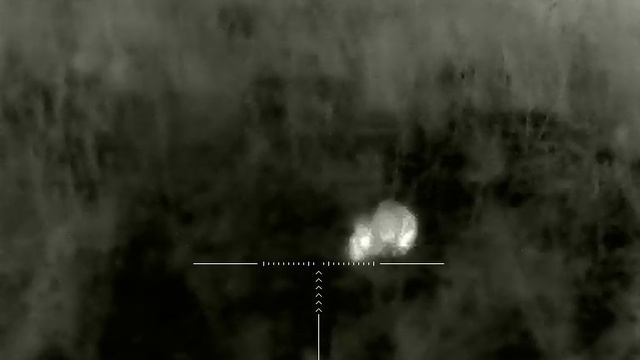 Заяц под ногами !