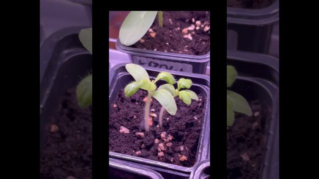 2-х недельная рассада огурцов и томатов