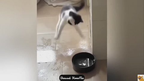 Cамые забавные и милые видео с собачками, кошечками и не только!
Новый выпуск "Веселый КотоПес" 10