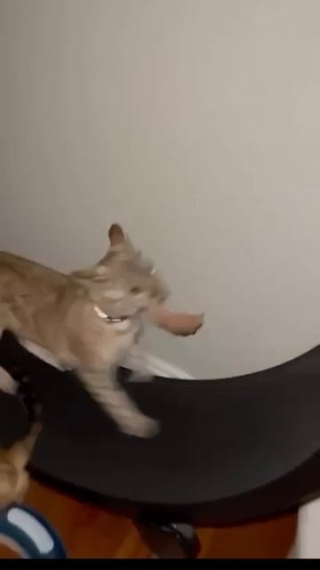 Так начинается утро котов