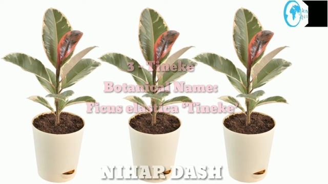 11 Types Of Rubber Plants / Types Of Rubber Plants / Rubber Plantations in India / Rubber Processin