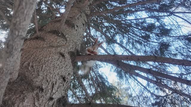 Белочка в новосибирском Дендропарке - замедленная съёмка 4K