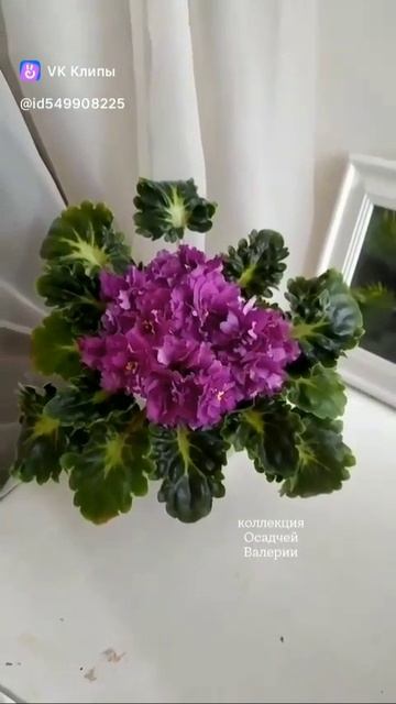 clip549908225_456240381(0)