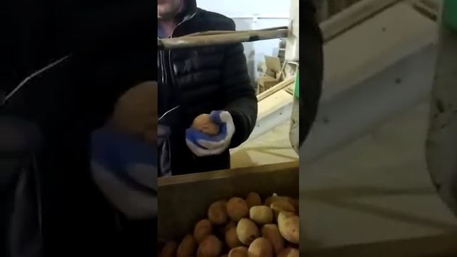 Картофель оптом