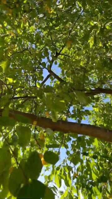 4K Video Cornelian #shorts#sweetcherry💛|Beautiful Big Yellow Cherry Tree In America| #cherrypicking
