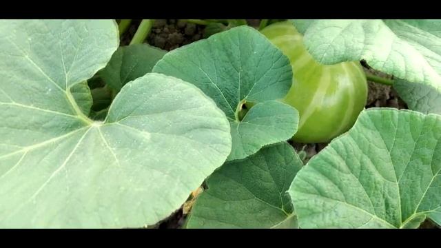 Growing dehydrated soup pumpin in a large fieldKatta dalada suvsiz oshqovoq yetishtirish