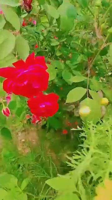 Red 🌹🌹flowers😍 #nature #flowertypes #photography #foryou