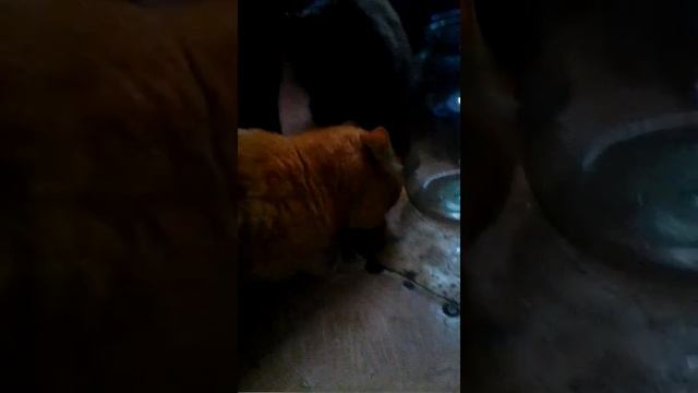 Не ужели это вкусно