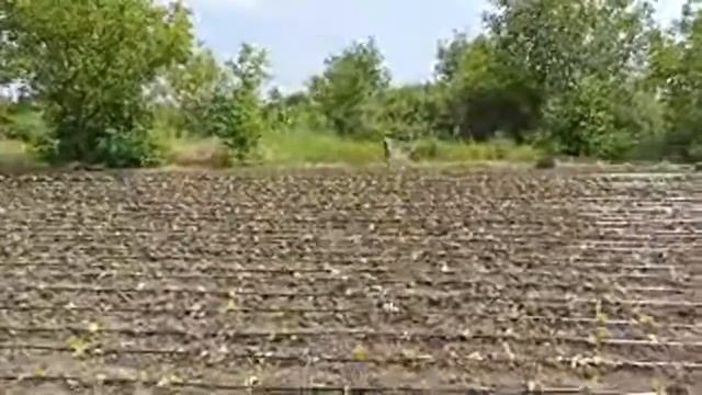 Огород Конец Июля Посадка Пекинской Капусты