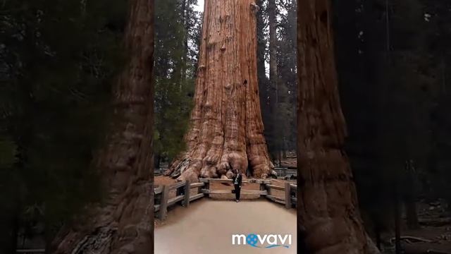 Парк секвойя