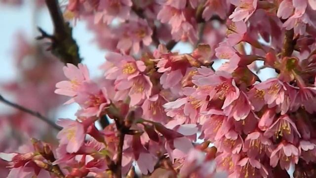 Prunus Okame