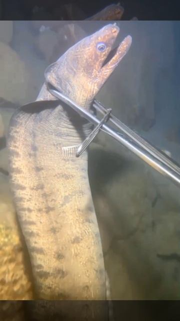 морские угри Есть ли у этого животного электрическая сила?