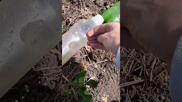 Мульчирование клубники садовой.09.05.24.Сев Каз..Ч.663.