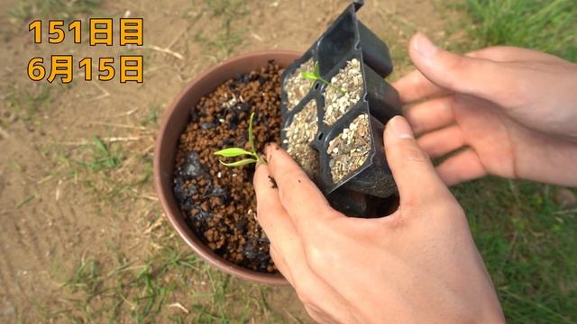 スーパーで買ったみかんに種が入っていたので植えてみると… / How To Grow Orange From Store-bought Orange.