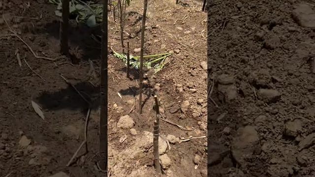 Grafting Of Redlove And Schinico Budwood  On M111 Root Stock And Seedling In The Month Of May 2021