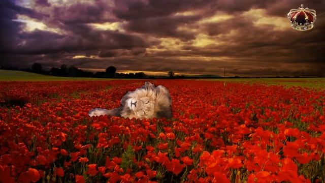 Mike Oldfield | The Wind Chimes