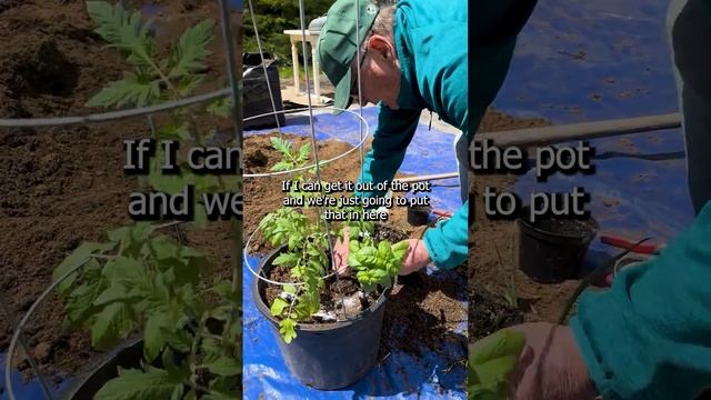Companion Plants For Tomatoes