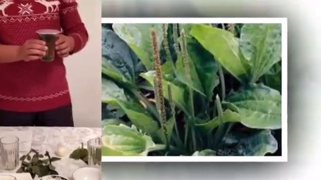 Биология. Даары өсүмдүктөр кыргыз турмушунда.