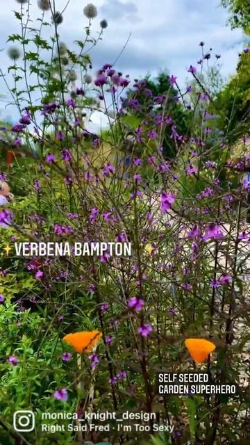 Garden Superheroes- Verbena Bampton