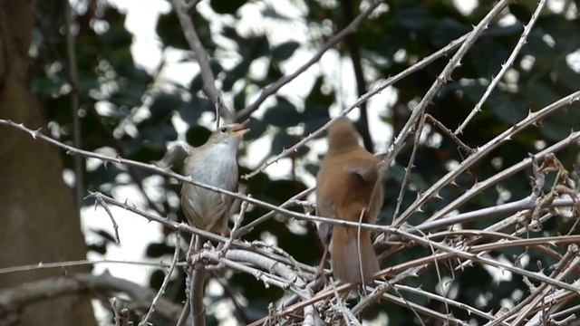 Cetti's Warblers Singing, Wing Waving And Fighting Display
