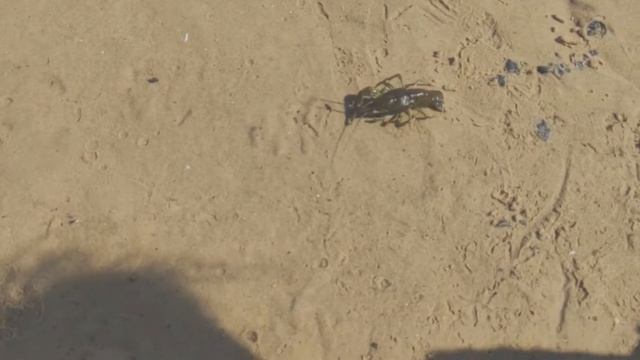 Рак - неборак🦞