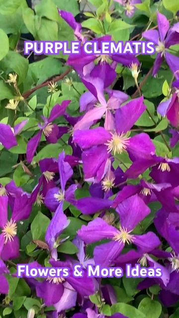 PURPLE CLEMATIS No @flowersmoreideas3639 #flowers #lovely #gardening #gardenplants #lovelyflowers