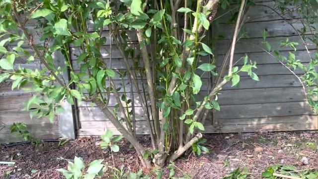How To Prune / Rejuvenate A Forsythia, Pruning Forsythia Shrubs, Forsythia