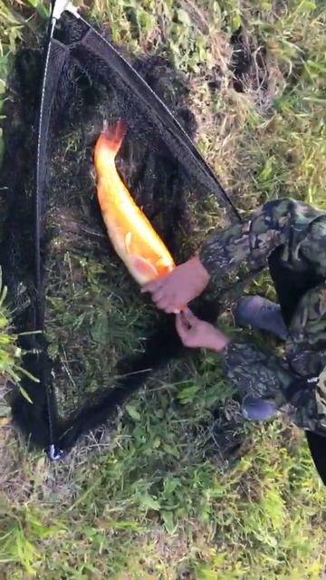 Рыбалка Китерня. Карп кои