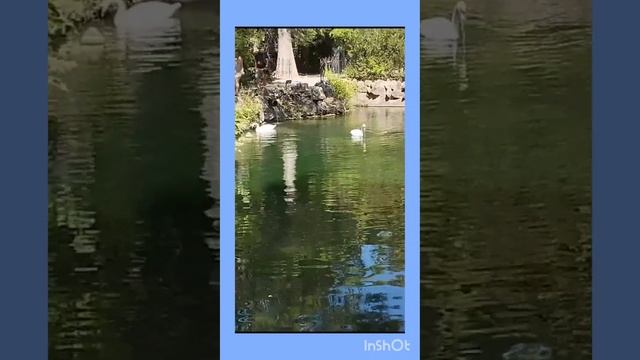 Мы с тобой два лебедя