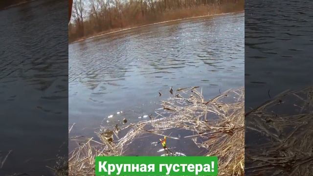 Как-то так ... Рыбалка / Крупная апрельская густера #shorts #fishing #fish