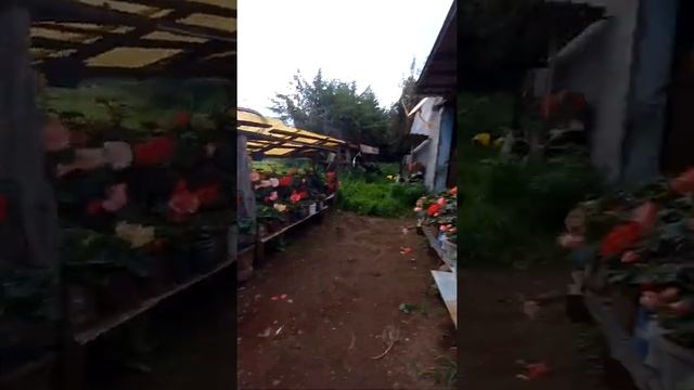 Las Begonias De Mama Y Algunos Nombres De Las Flores