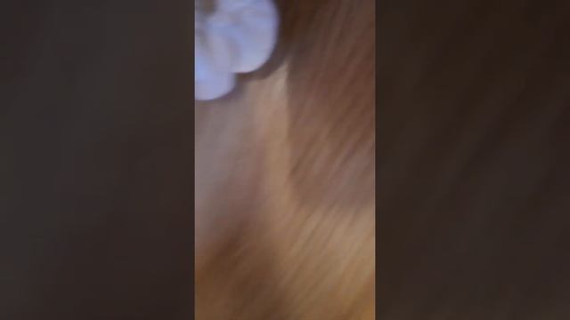 змеи    полосатик   в  шкафу