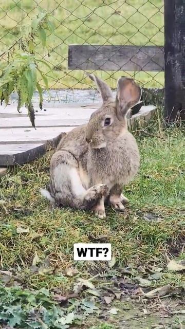 Funny Rabbit