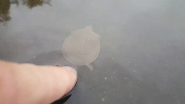 Smooth Softshell (Apalone Mutica) - 20190826 172601