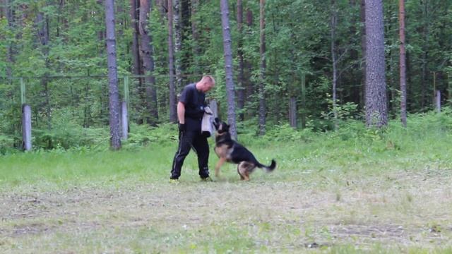 Обер ф Норт Траум