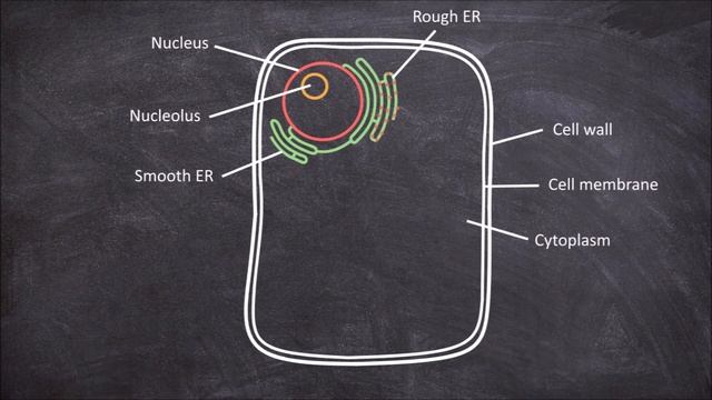 Plant Cell (Eukaryote) Structure And Function | Cell Biology