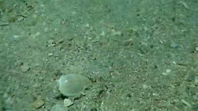 Bullata_largilierti_01.wmv