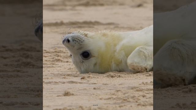 Grey Seals Accurately Reflecting The After Christmas Feels… #seal #sealife #wildlife